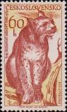 Обыкновенная рысь (Lynx lynx)