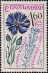 Василек синий (Centaurea cyanus)
