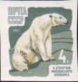 Белый медведь (Ursus maritimus)