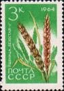 Пшеница «Безостая-1» (Triticum aestivum)