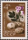 Картофель «Лорх» (Solanum tuberosum)