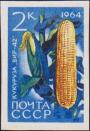 Кукуруза «ВИР-42» (Zea mays)