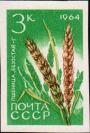Пшеница «Безостая-1» (Triticum aestivum)