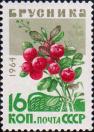 Брусника (Vaccinium vitis-idaea)