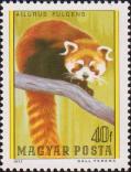 Малая панда (Ailurus fulgens)