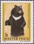 Гималайский медведь (Selenarctos tibetanus)