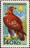 Беркут (Aquila chrysaetos)