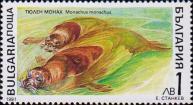 Тюлень-монах (Monachus monachus)