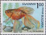 Золотая рыбка (Carassius auratus j. bicaudatus)