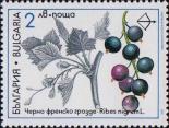 Смородина черная (Ribes nigrum)