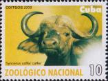 Африканский буйвол (Syncerus caffer)
