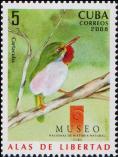 Кубинский тоди (Todus multicolor)