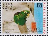 Кубинская аратинга (Aratinga euops)