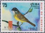 Кубинская овсянка (Torreornis inexpectata)