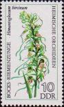 Ремнелепестник козлиный (Himanthoglossum hircinum)