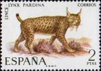Пиренейская рысь (Lynx pardina)