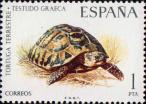 Средиземноморская черепаха (Testudo graeca)