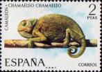 Обыкновенный хамелеон (Chamaeleo chamaeleo)