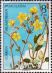 Солнцецвет метельчатый (Helianthemum paniculatum)