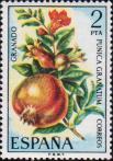 Гранат (Punica granatum)