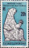 Белый медведь (Ursus maritimus)