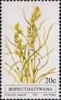 Полевичка капская (Eragrostis capensis)