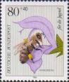 Медоносная пчела (Apis mellifera), шалфей луговой (Salvia pratensis)