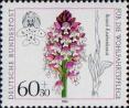 Неотинея обожженная (Orchis ustulata)