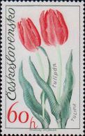 Тюльпан (Tulipa cultorum)