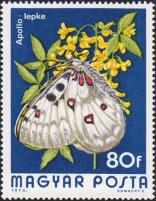 Аполлон обыкновенный (Parnassius apollo)