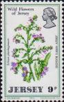 Румянка (Echium plantagineum)