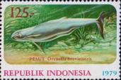 Иравадийский дельфин (Orcaella brevirostris)