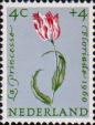 Тюльпан культурный (Tulipa hybr.)