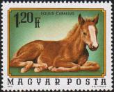 Жеребенок (Equus calabus)