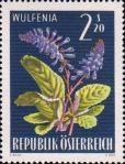Вульфения каринтская (Wulfenia carinthiaca)