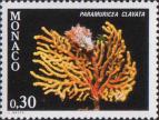Горгонария красная (Paramuricea clavata)