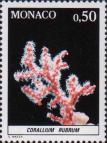Красный коралл (Corallium rubrum)