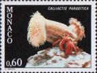 Актиния (Calliactis parasitica)