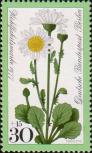 Нивяник (Chrysanthemum leucanthemum)