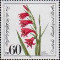 Шпажник болотный (Gladiolus palustris)