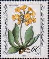 Первоцвет ушковидный (Primula auricula)