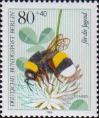 Земляной шмель (Bombus terrestris), клевер ползучий (Trifolium repens)