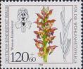 Ятрышник клопоносный (Orchis coriophora)