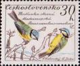 Обыкновенная лазоревка (Parus caeruleus)