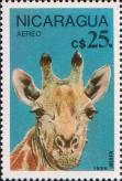 Жираф (Giraffa camelopardalis)