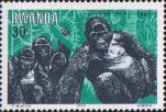 Горная горилла (Gorilla beringei beringei)