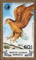 Орлан-белохвост (Haliaeetus albicilla)