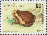 Украшенная бычья лягушка (Kaloula pulchra)