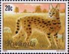 Сервал (Leptailurus serval)