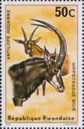 Чёрная антилопа (Hippotragus niger)